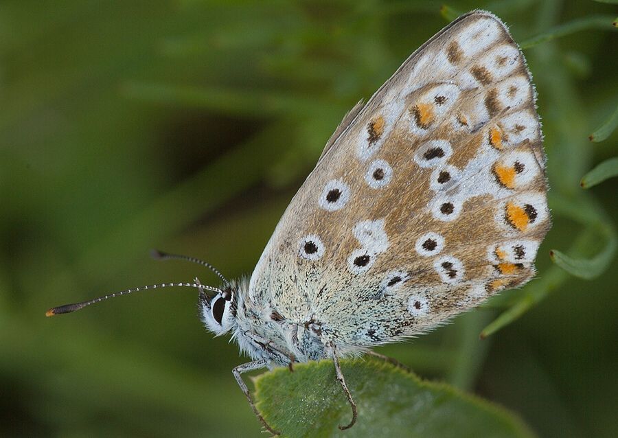 Polyommatus slovacus