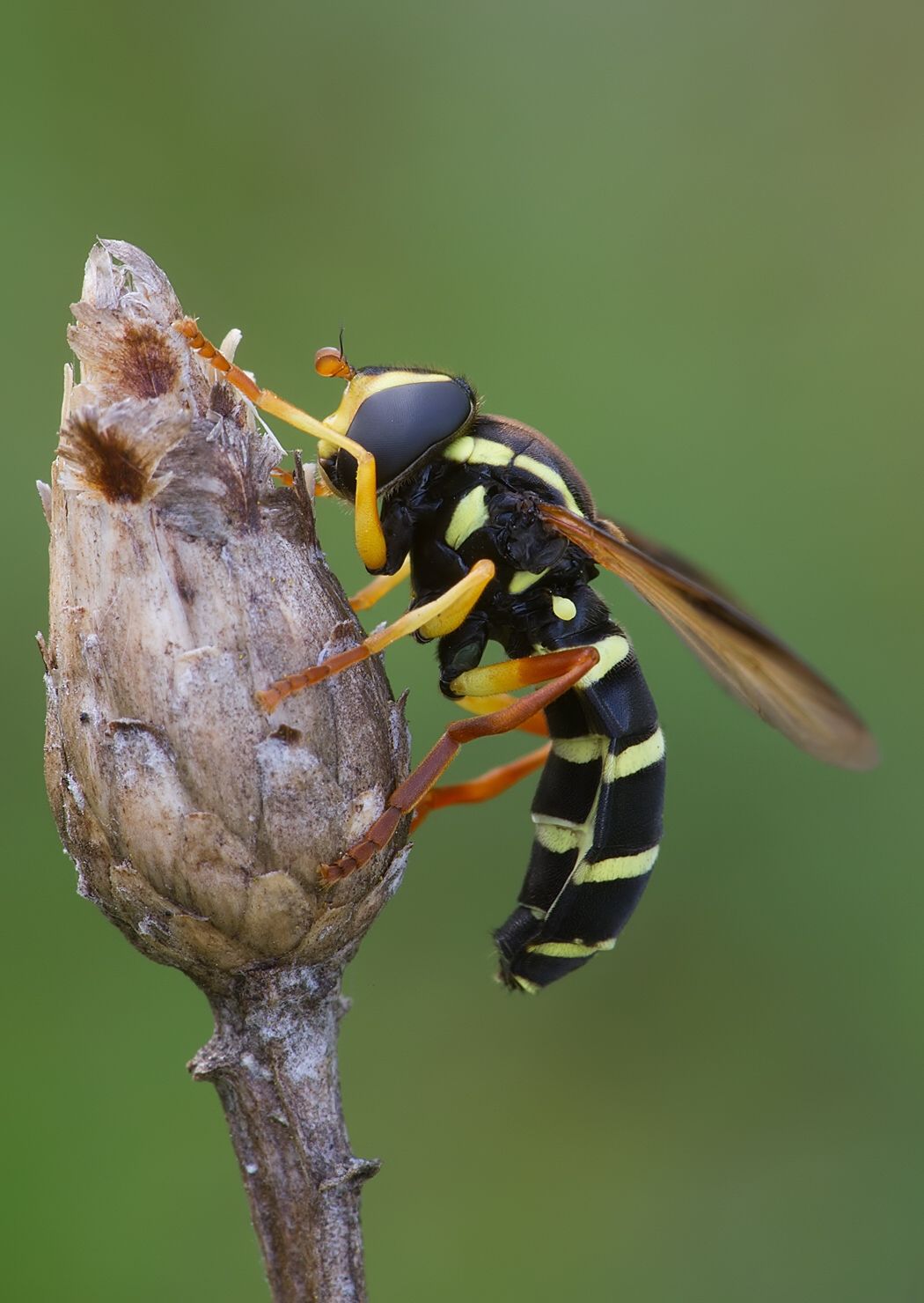 Xanthogramma citrofasciatum