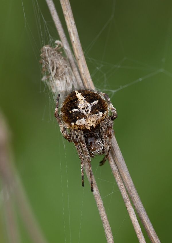 Agalenatea redii