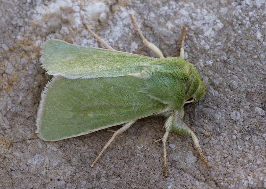 Calamia tridens