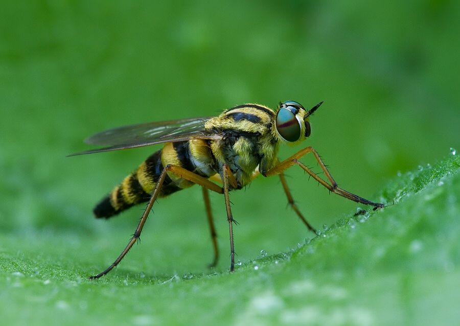 Thereva aurata