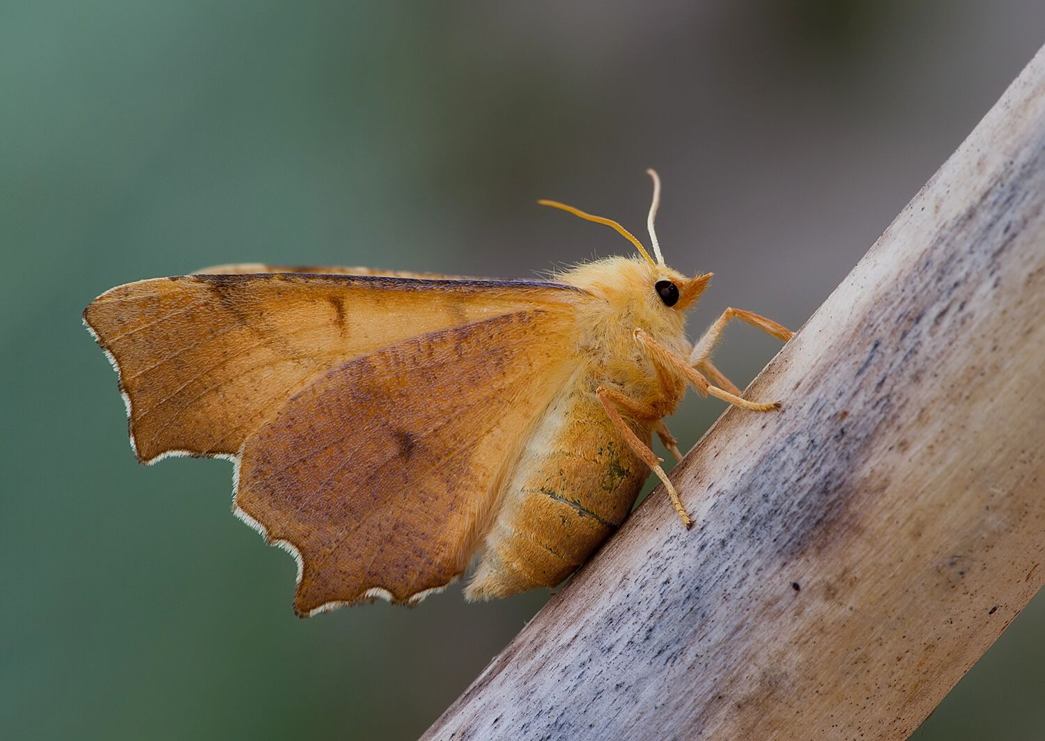 Ennomos erosaria