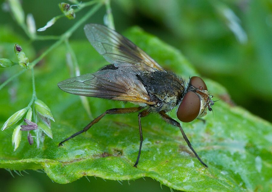 Ectophasia crassipennis