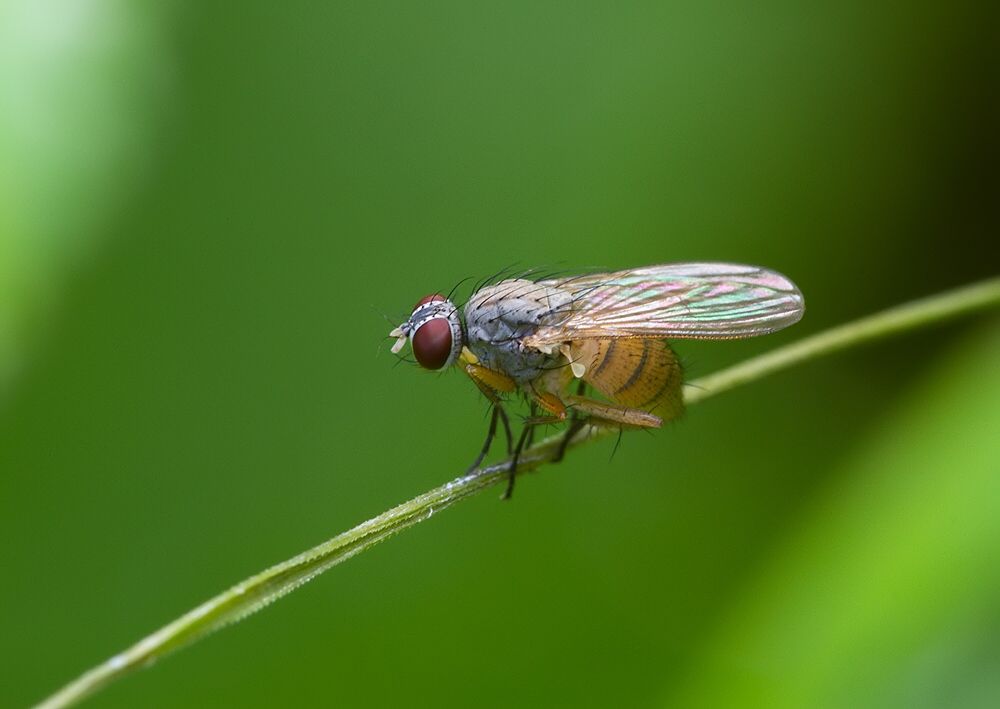 Coenosia mollicula