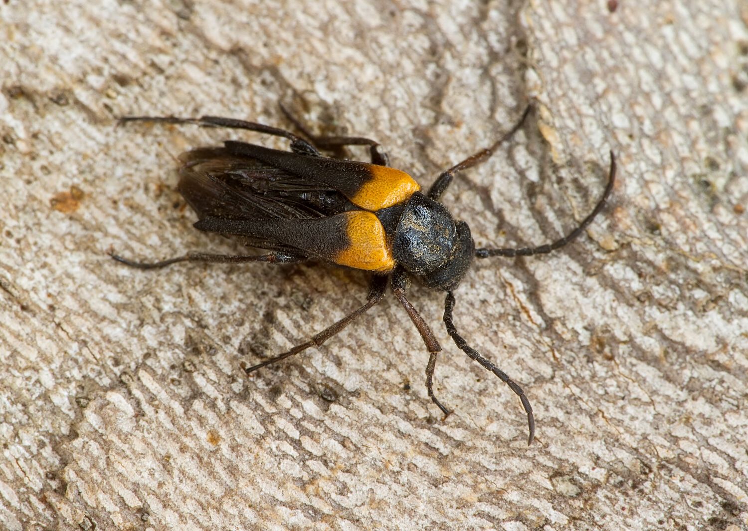 Sitaris muralis