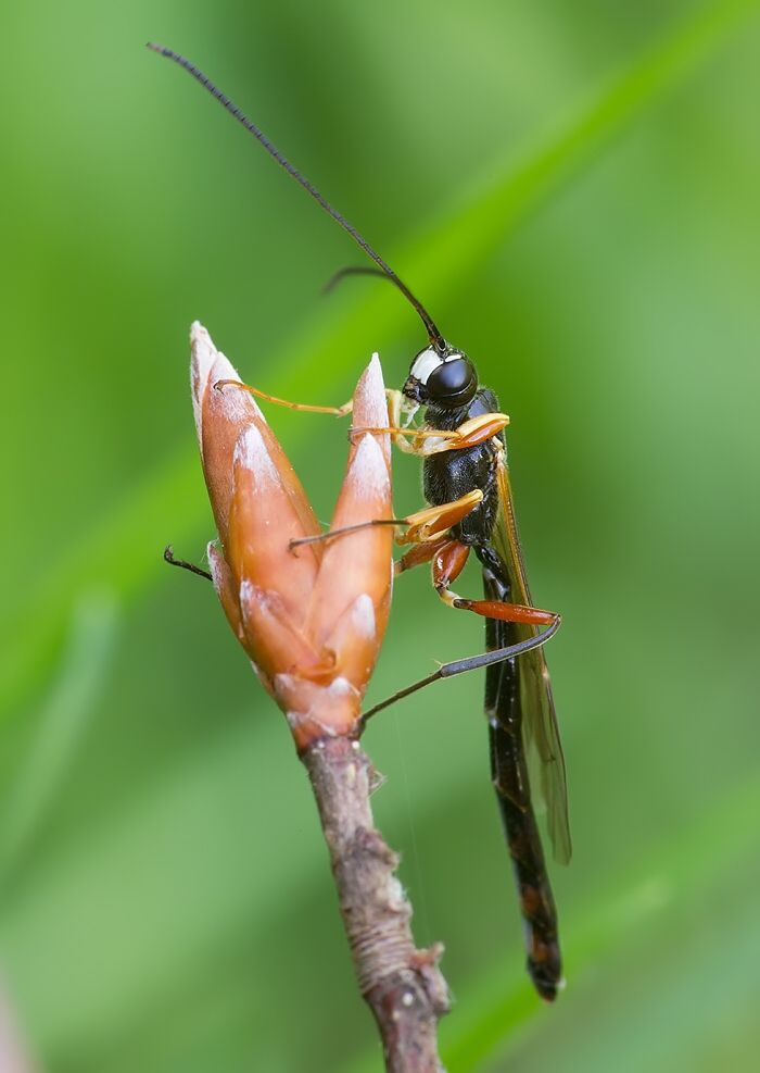 Rhyssella obliterata