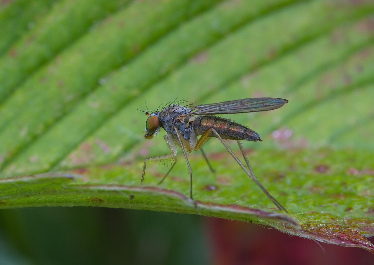Sciapus platypterus