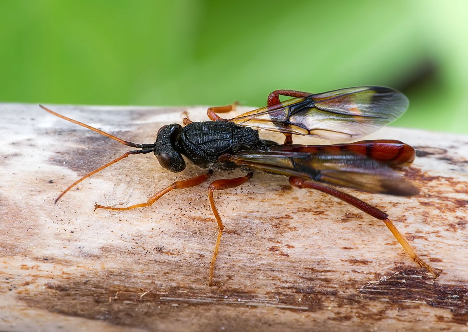 Ibalia leucospoides