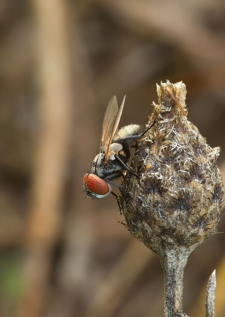 Phasia obesa