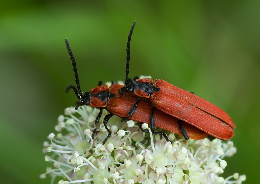 Lygistopterus sanguineus