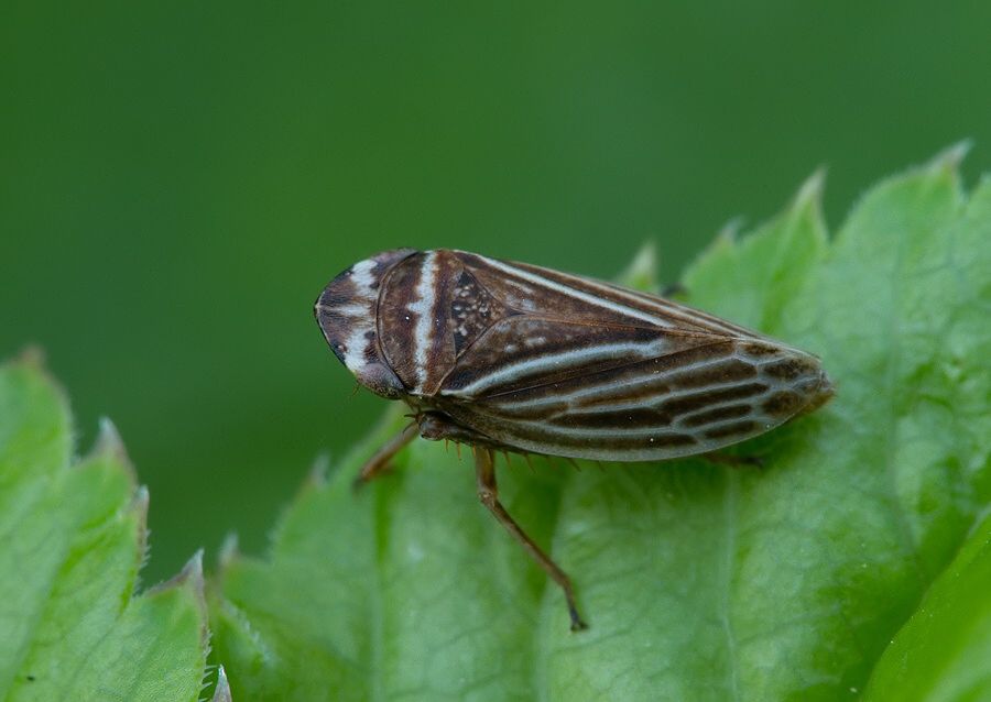 Aphrodes makarovi cf.