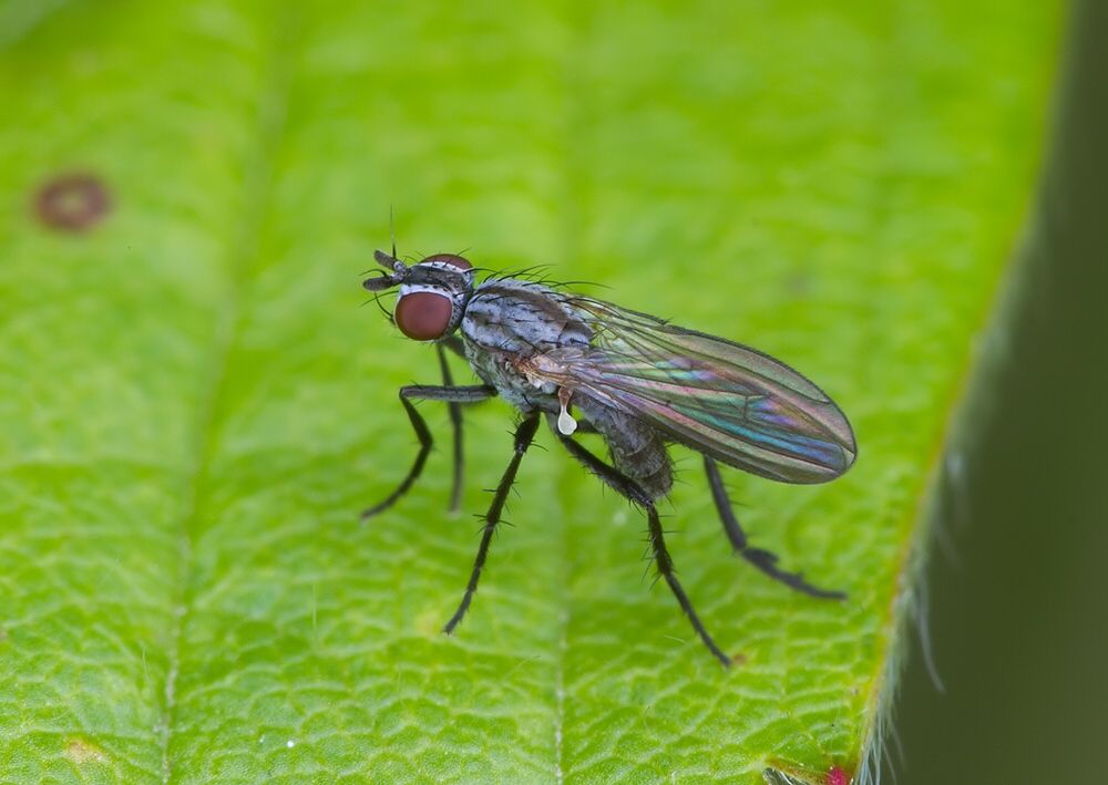 Anthomyia monilis