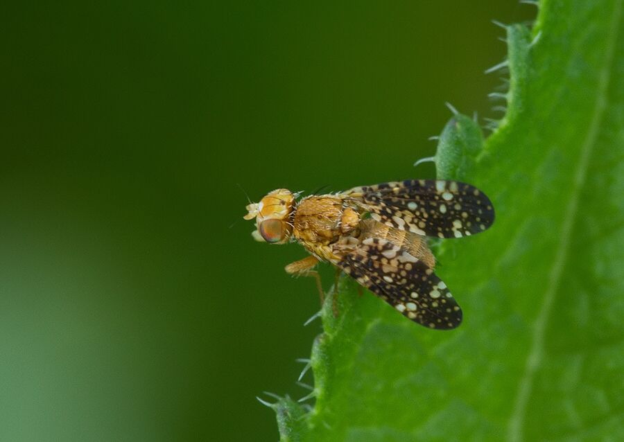 Oxyna flavipennis