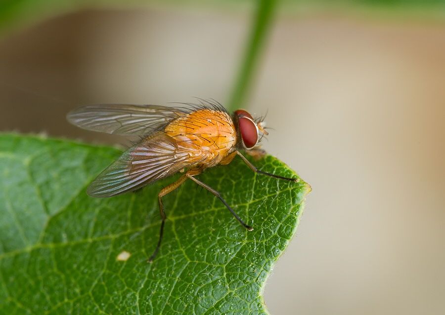Phaonia pallida