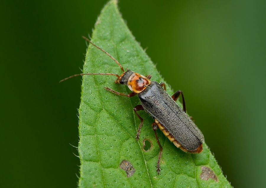 Cantharis nigricans