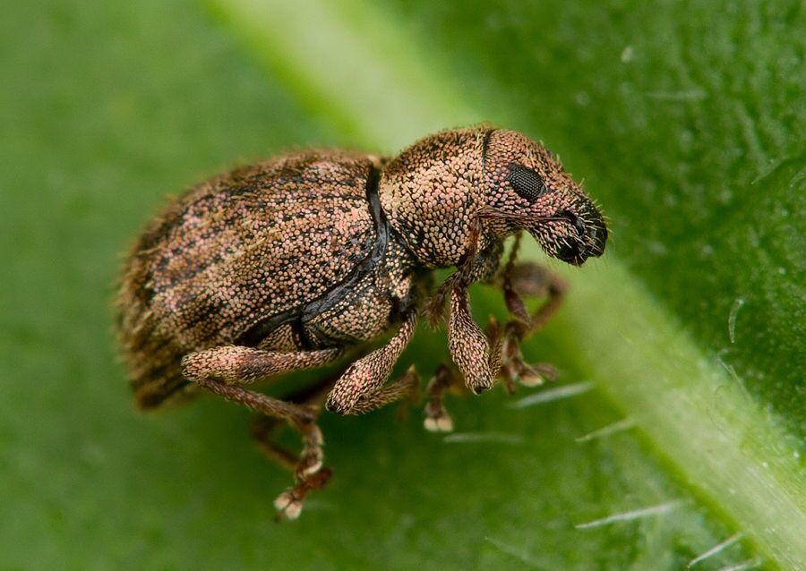 Sciaphilus asperatus