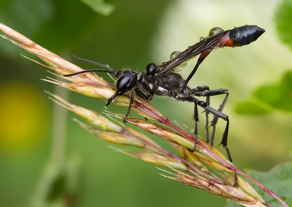 Ammophila sabulosa