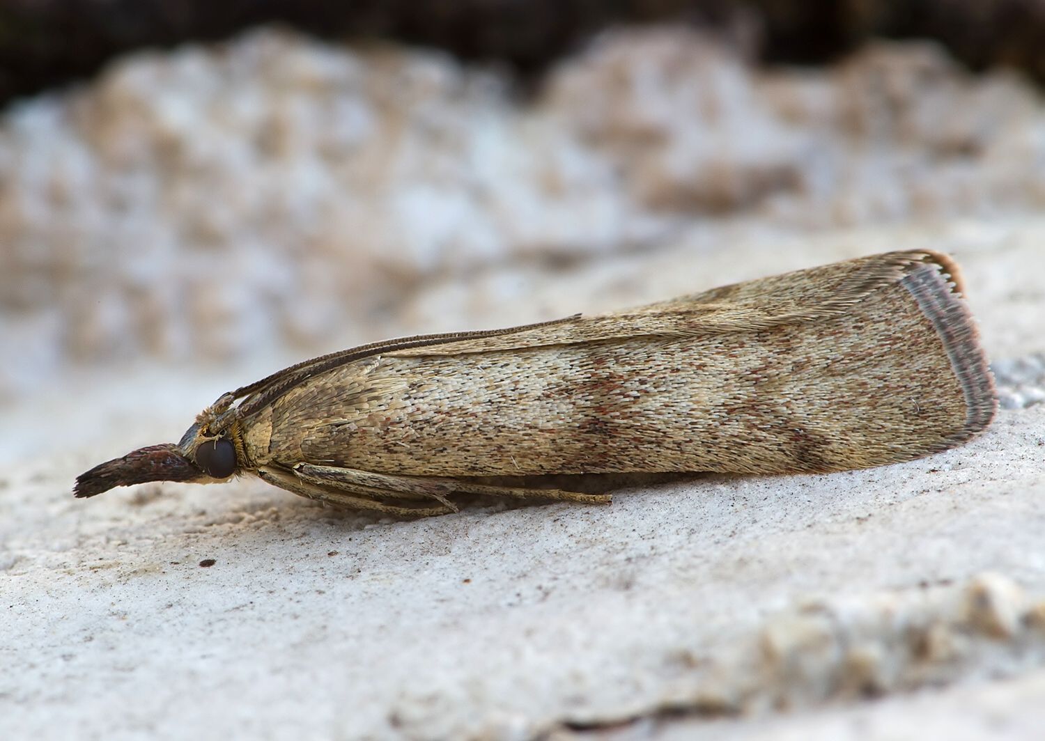 Hypochalcia ahenella
