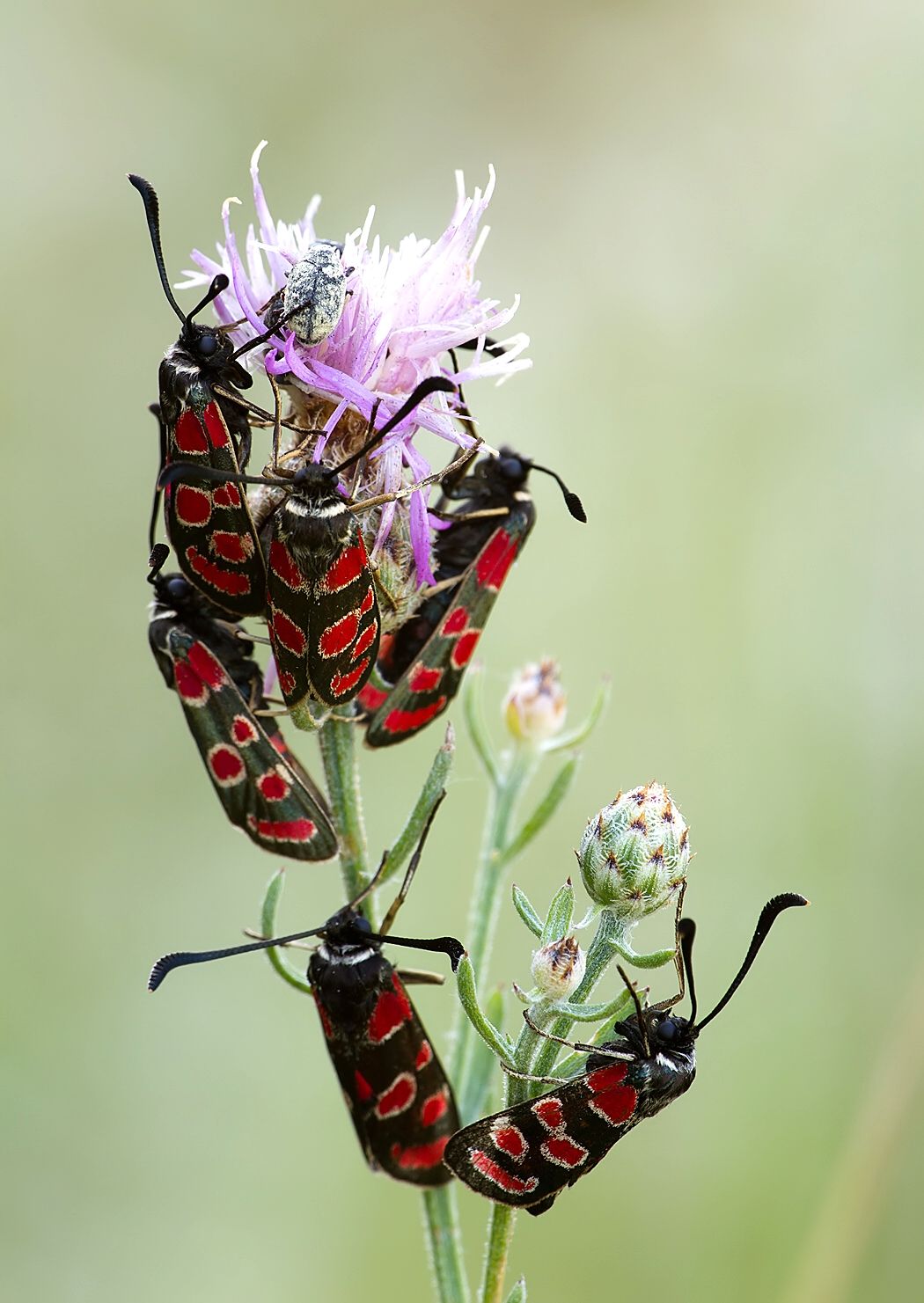 Zygaena carniolica