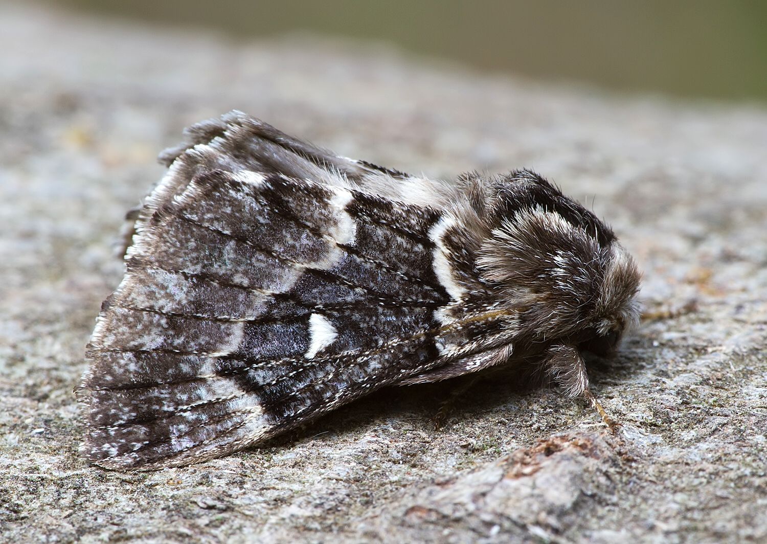 Cosmotriche lobulina