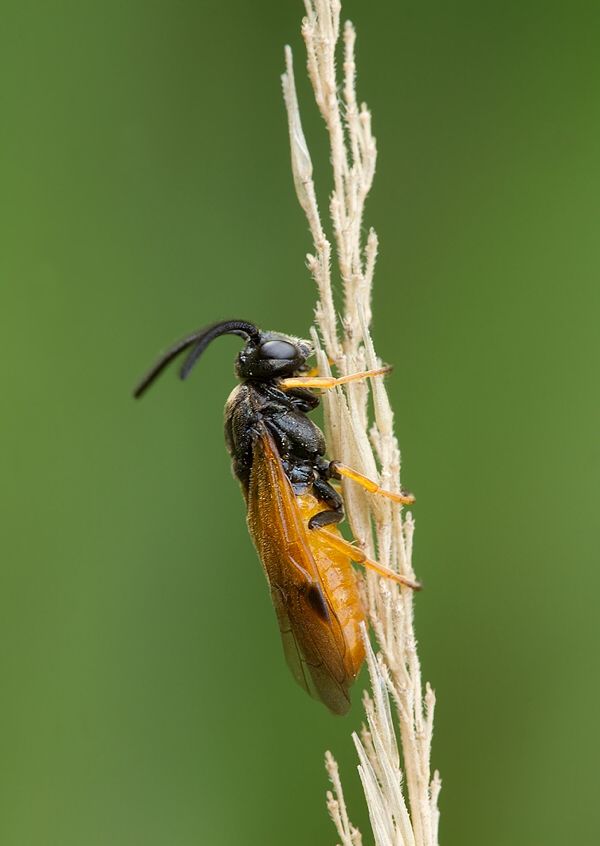 Arge melanochra