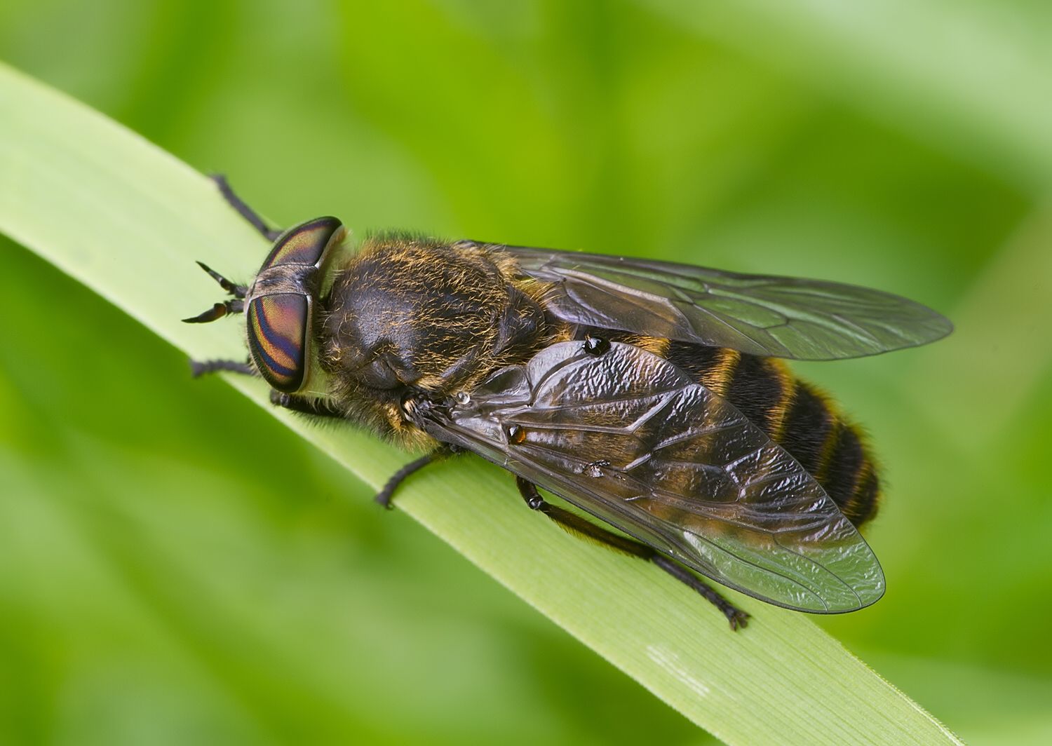 Tabanus glaucopis