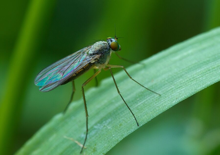 Sciapus frater