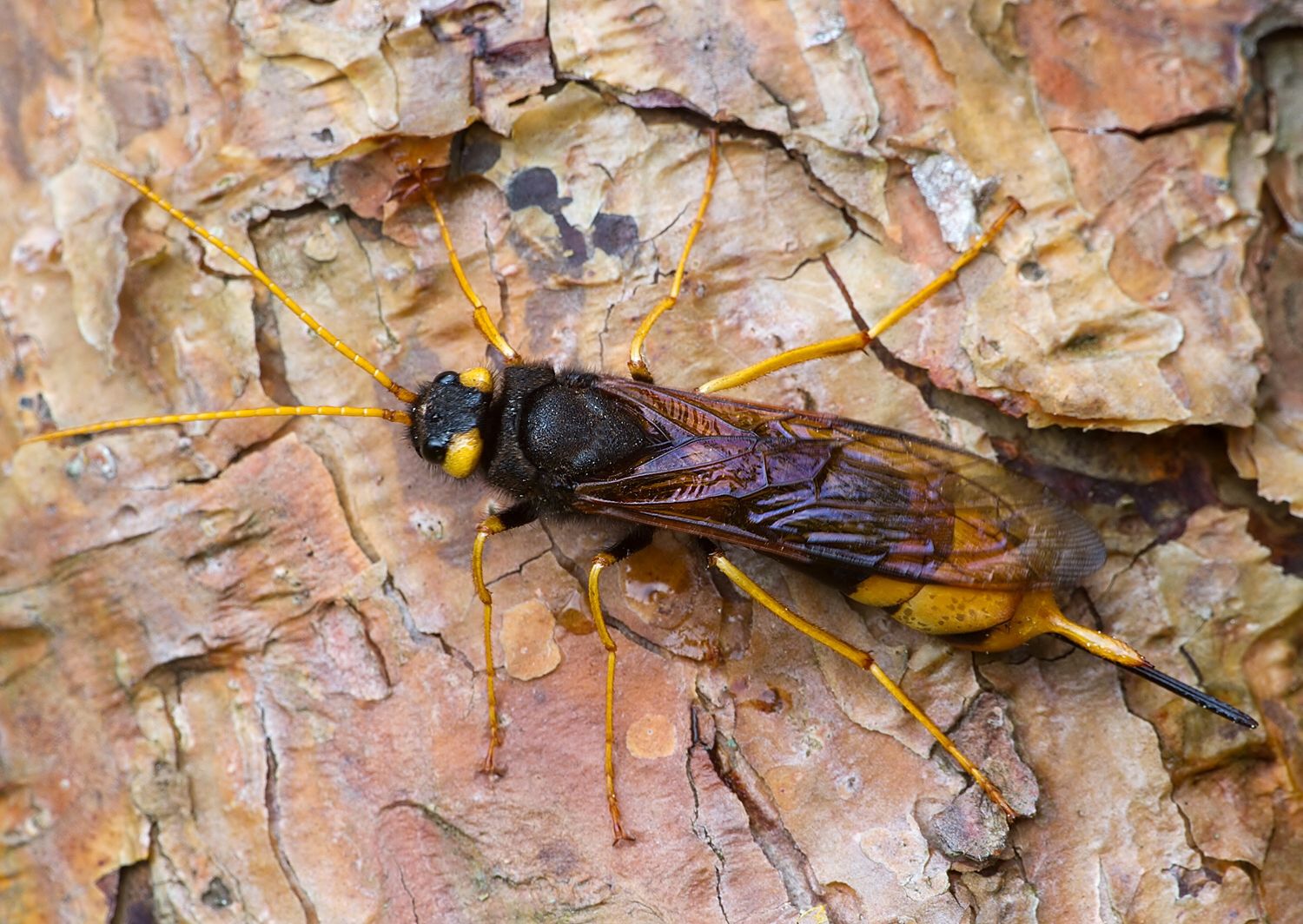 Urocerus gigas