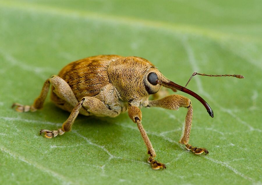 Curculio venosus