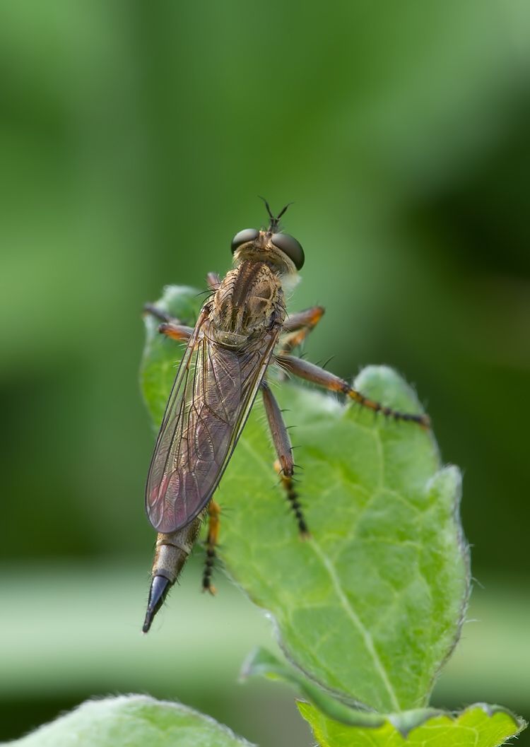 Tolmerus cingulatus