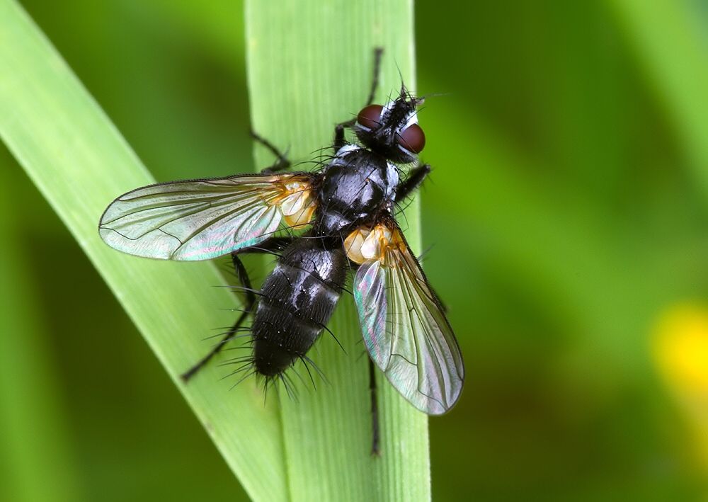 Gastrolepta anthracina