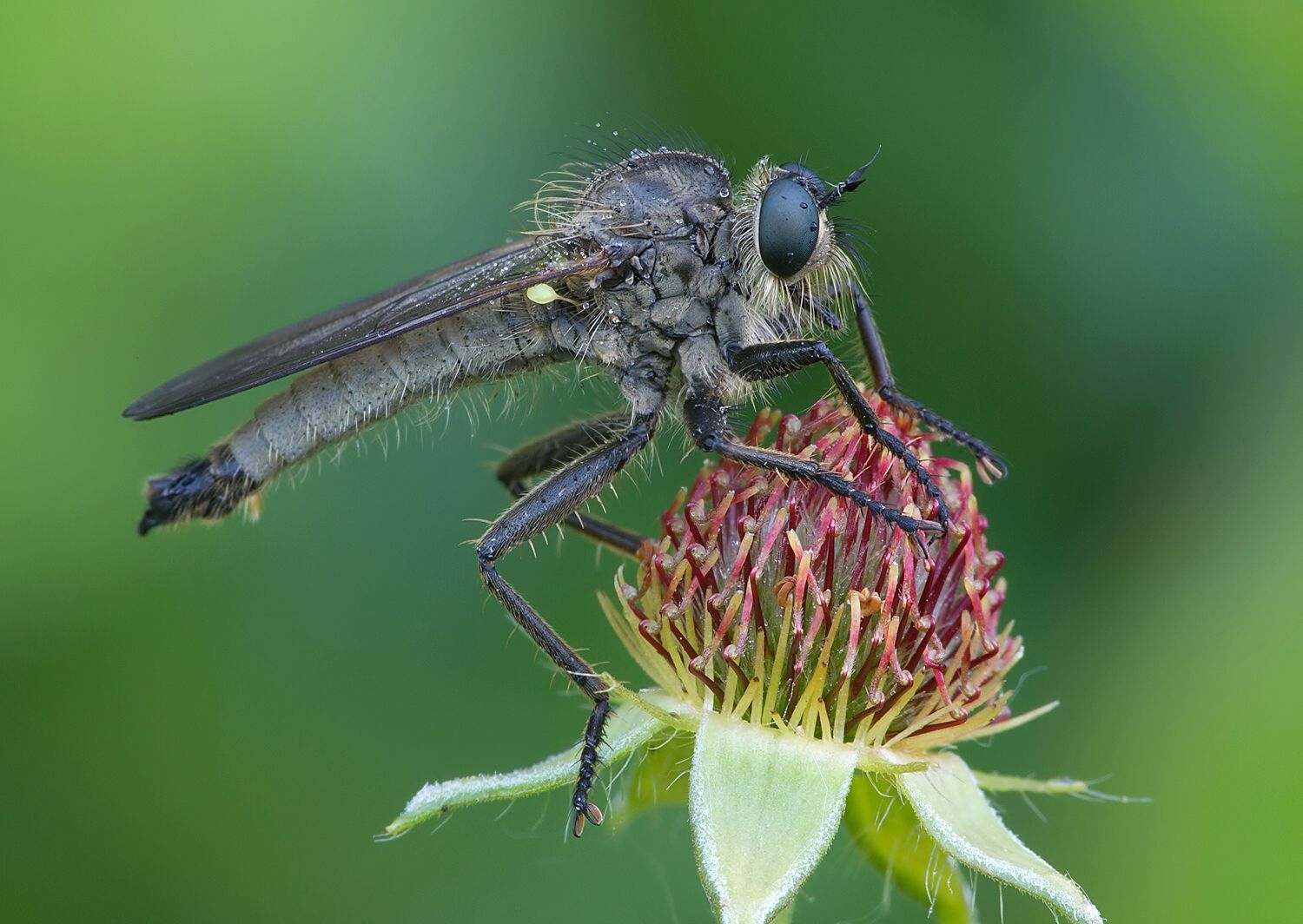 Dysmachus fuscipennis
