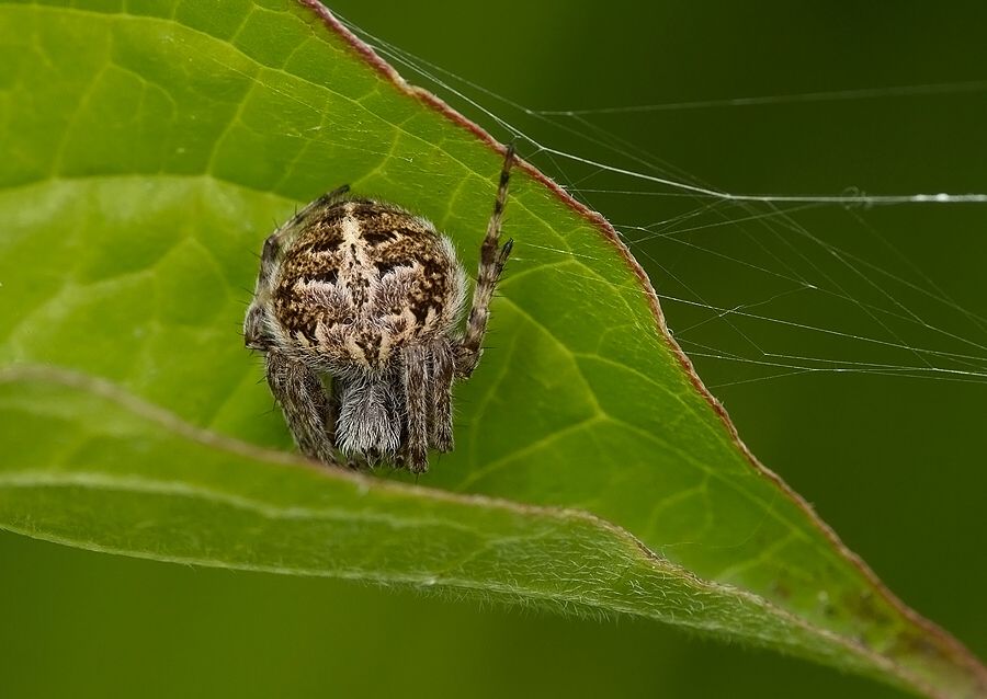 Agalenatea redii