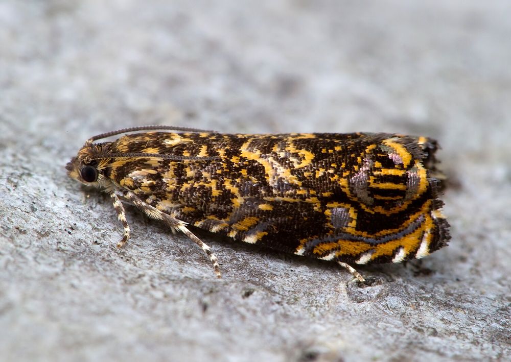 Enarmonia formosana