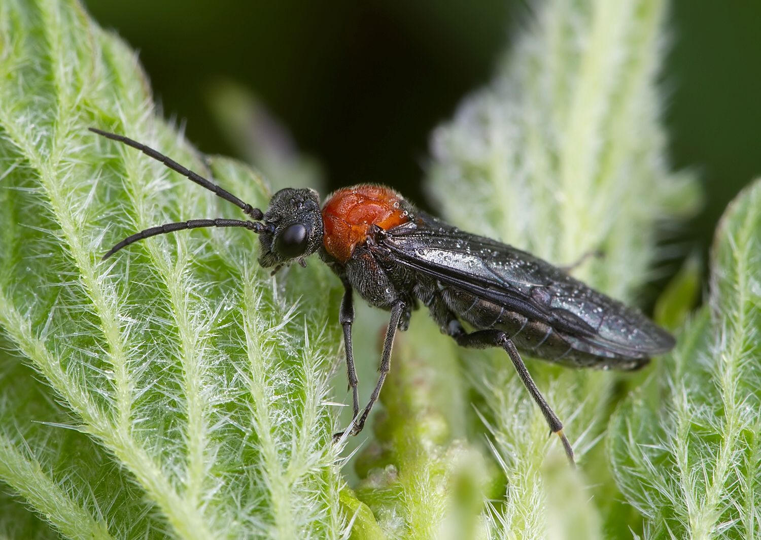 Dolerus vulneratus