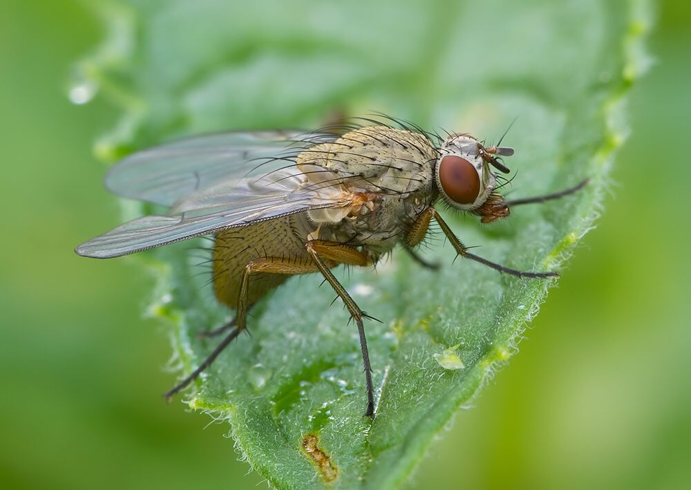 Helina depuncta