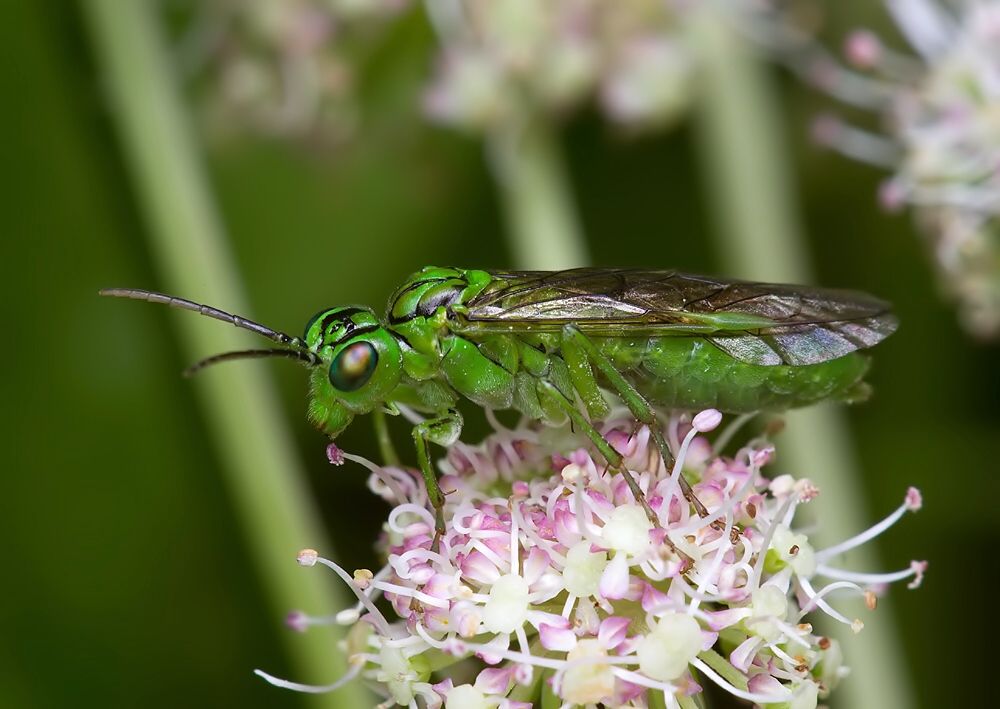 Rhogogaster punctulata
