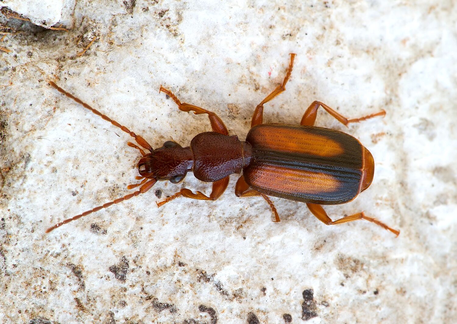 Polistichus connexus