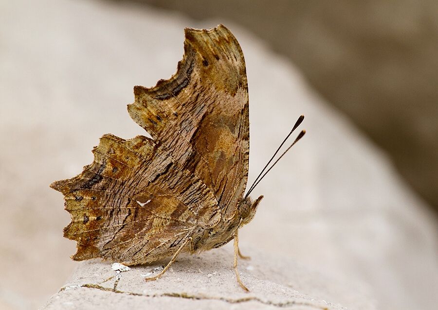 Polygonia egea