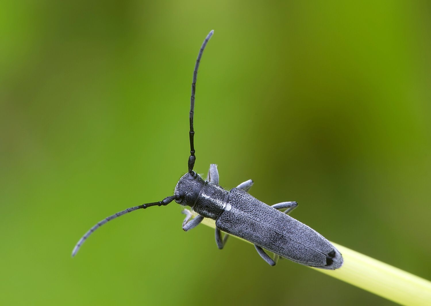 Phytoecia nigricornis