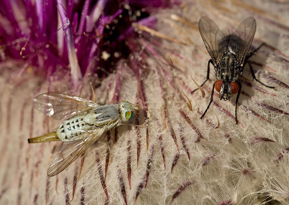 Terellia longicauda