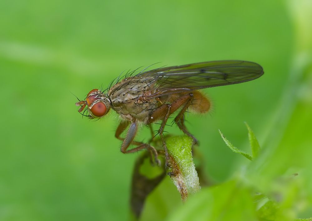 Scathophaga furcata