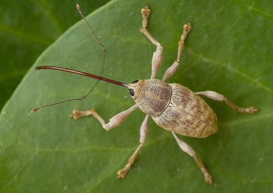 Curculio pellitus