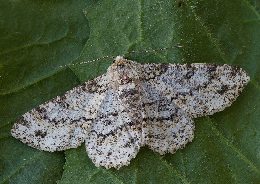 Ascotis selenaria