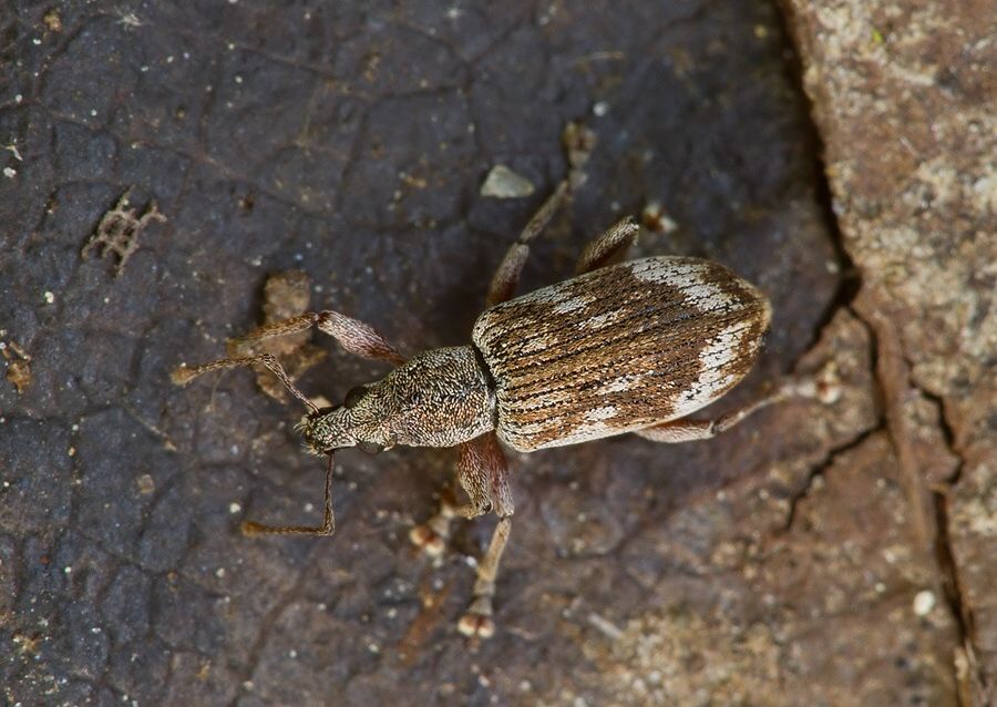 Polydrusus tereticollis