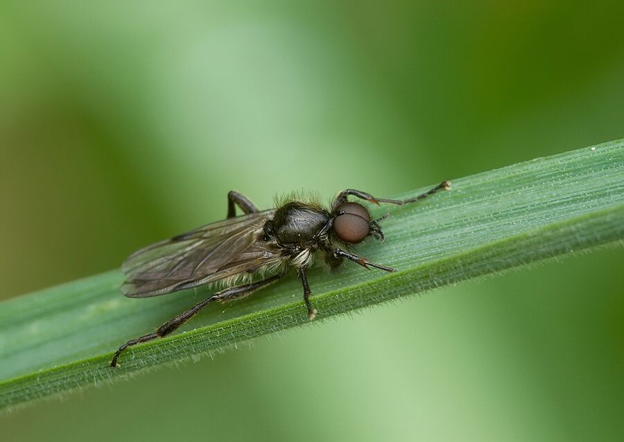 Bibio varipes