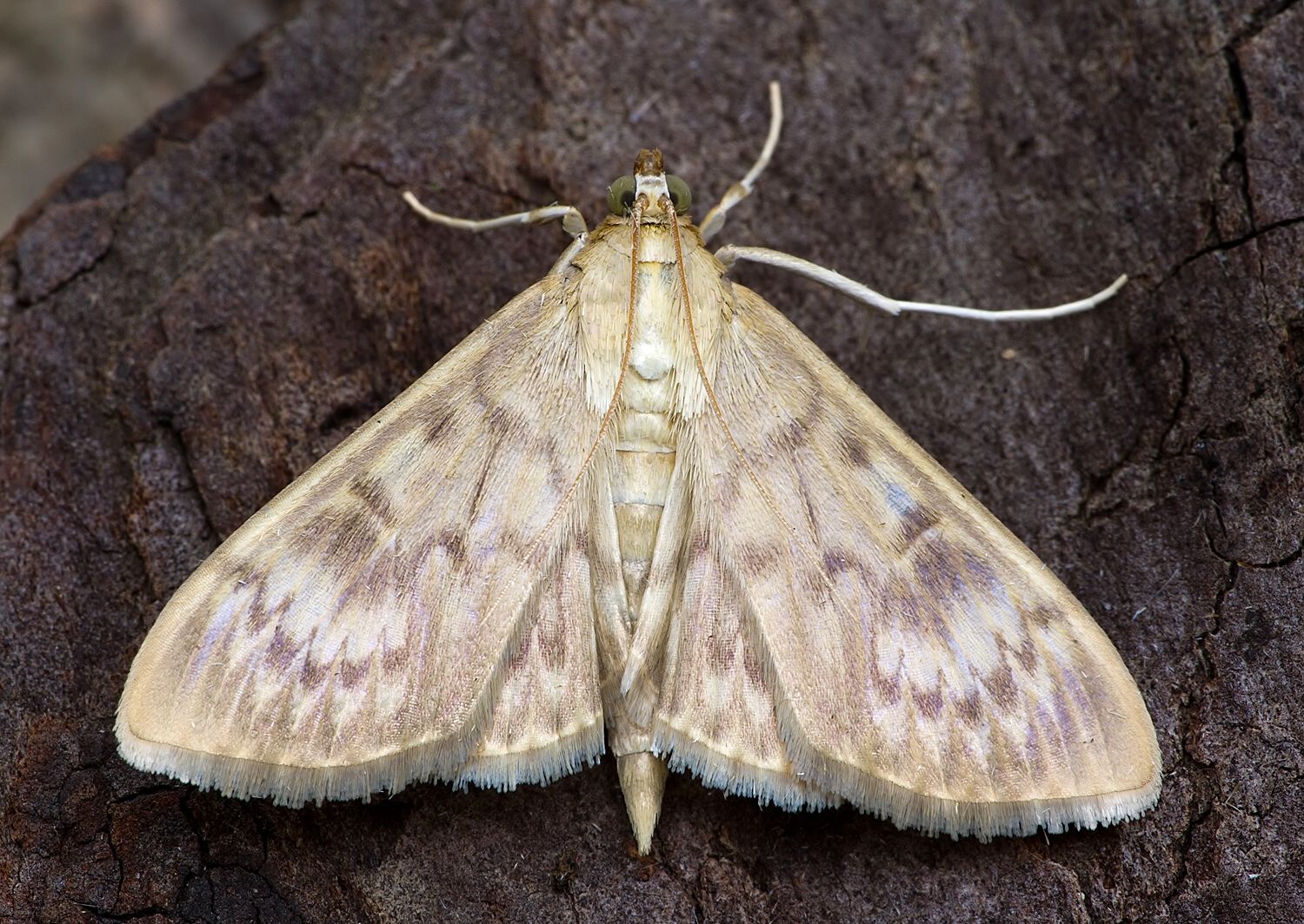 Pleuroptya ruralis