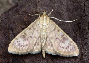 Pleuroptya ruralis