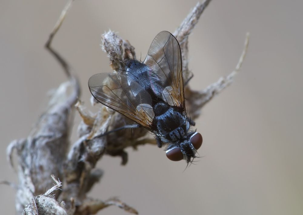 Labigastera forcipata