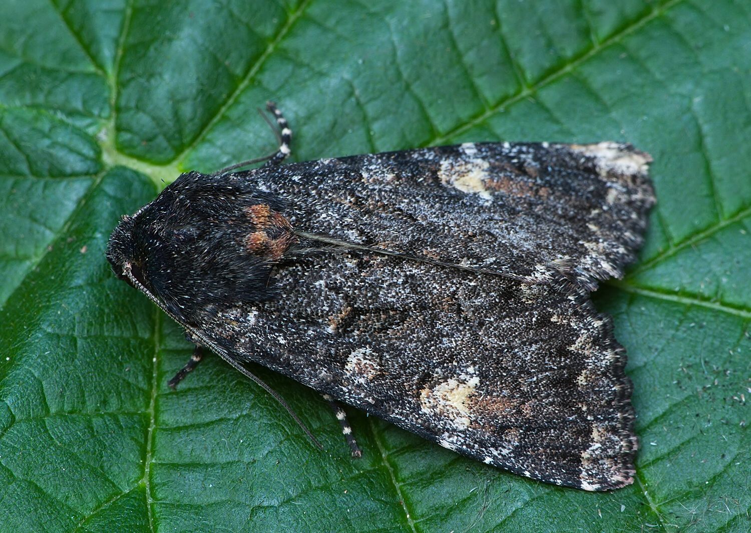 Melanchra persicariae